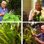 The Hawaiian Art of Healing